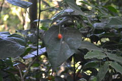 Erythropalum scandens
